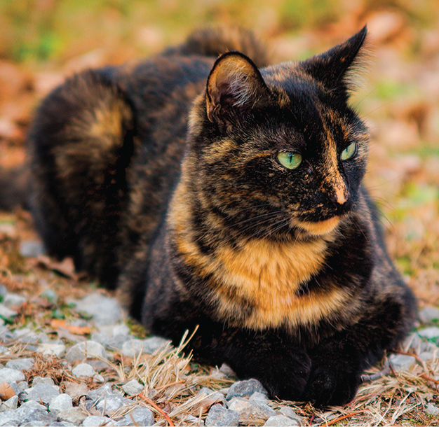 A photo of a cat with orange and black mottled coloration.