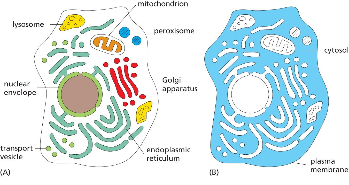 A schematic shows the various membrane enclosed organelles inside a cell. A schematic shows the cytosol.