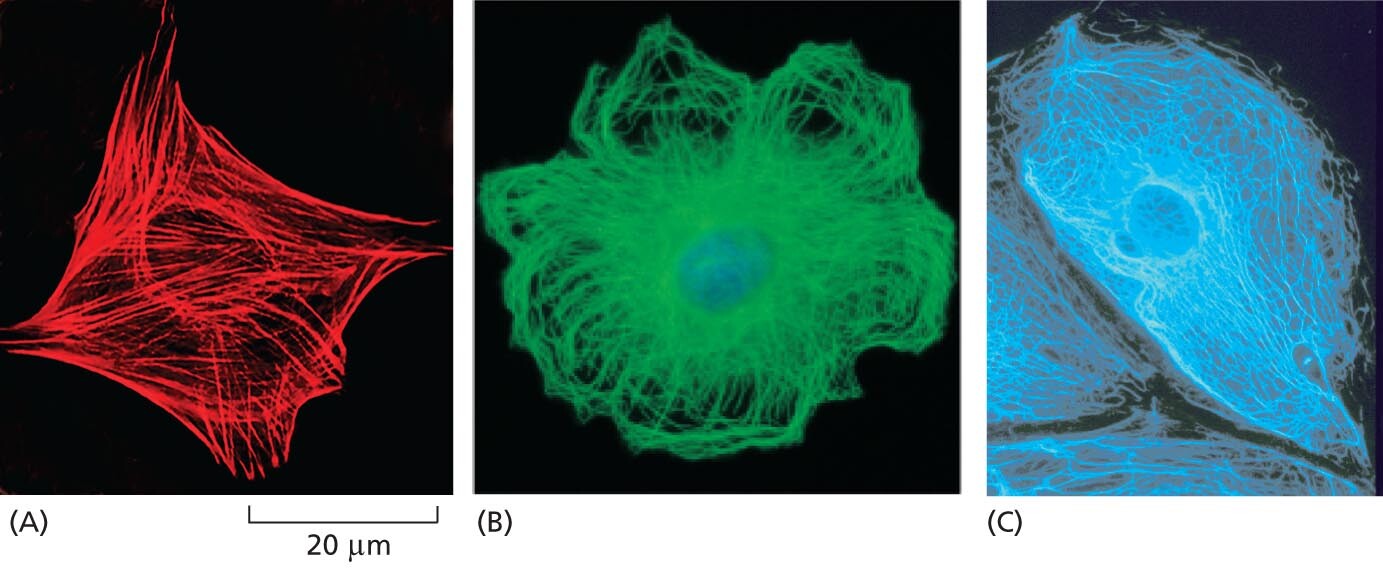 A micrograph shows actin filaments as a network of protein filaments that extend from the cell nucleus to the cell membrane. A micrograph shows microtubules as a network of protein filaments that extend from the cell nucleus to the cell membrane. A micrograph shows intermediate filaments as a network of protein filaments in a cell.