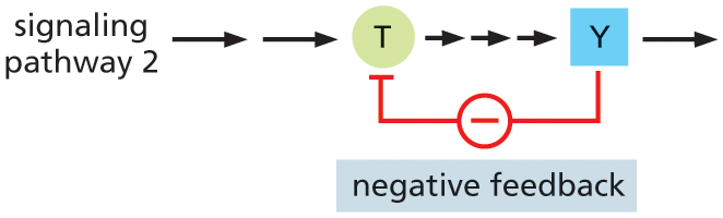 Illustration B shows the negative feedback regulation process in intracellular signaling.