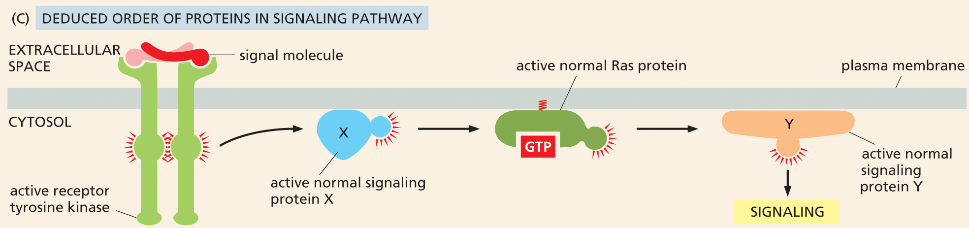 Illustration C shows how the order of the signaling pathway is deduced.