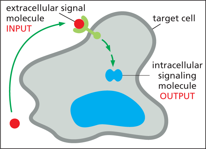 Illustration B shows a signal molecule entering a target cell.