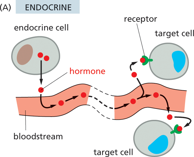 Illustration A shows how animal cells communicate with each other via the endocrine system.