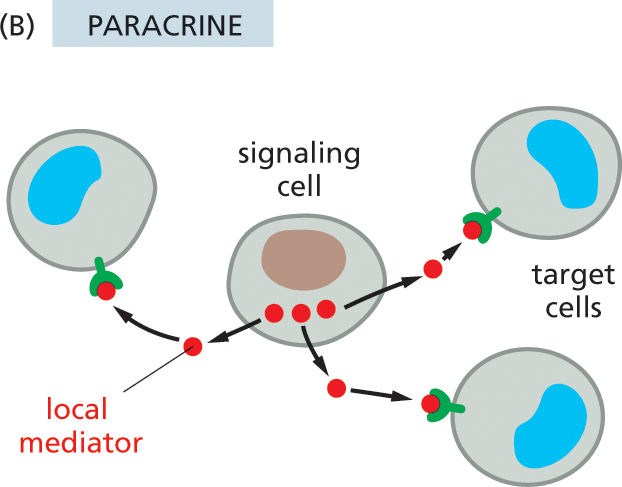 Illustration B shows how animal cells communicate with each other in the paracrine system.