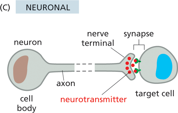 Illustration C shows neuronal cell signaling.