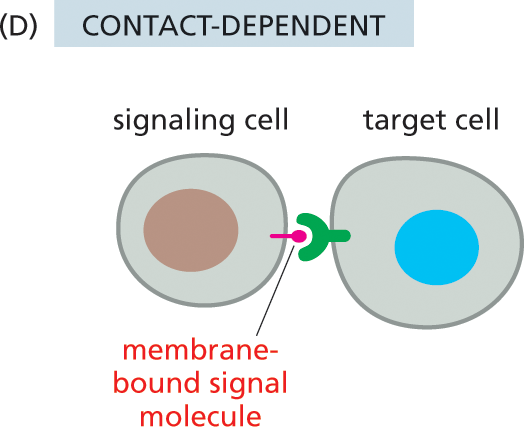 Illustration D shows contact-dependent signaling.