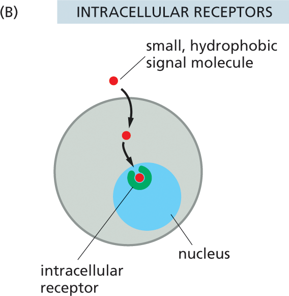 Illustration B shows signal molecules binding to the receptors inside the cell.