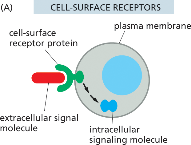 Illustration A shows signal molecules binding to the receptors on the outer surface of the cell.