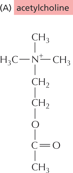 Illustration A shows the chemical structure of acetylcholine.