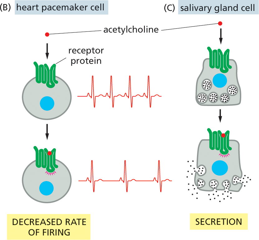 Illustration B depicts decreased rate of firing in a heart pacemaker cell in response to the signal from acetylcholine.; Illustration C depicts the response of a salivary gland cell to the signal from acetylcholine.