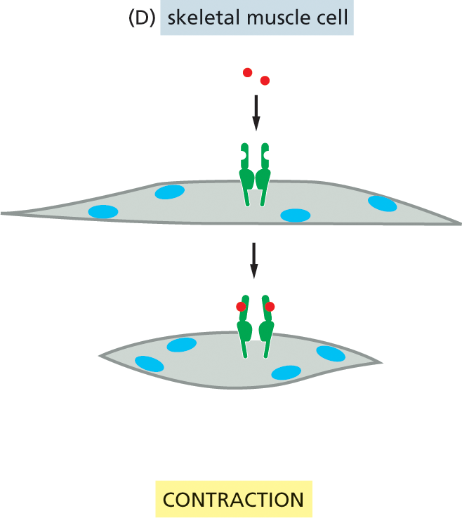 Illustration D depicts muscle cell contraction in response to acetylcholine binding to the receptor protein.