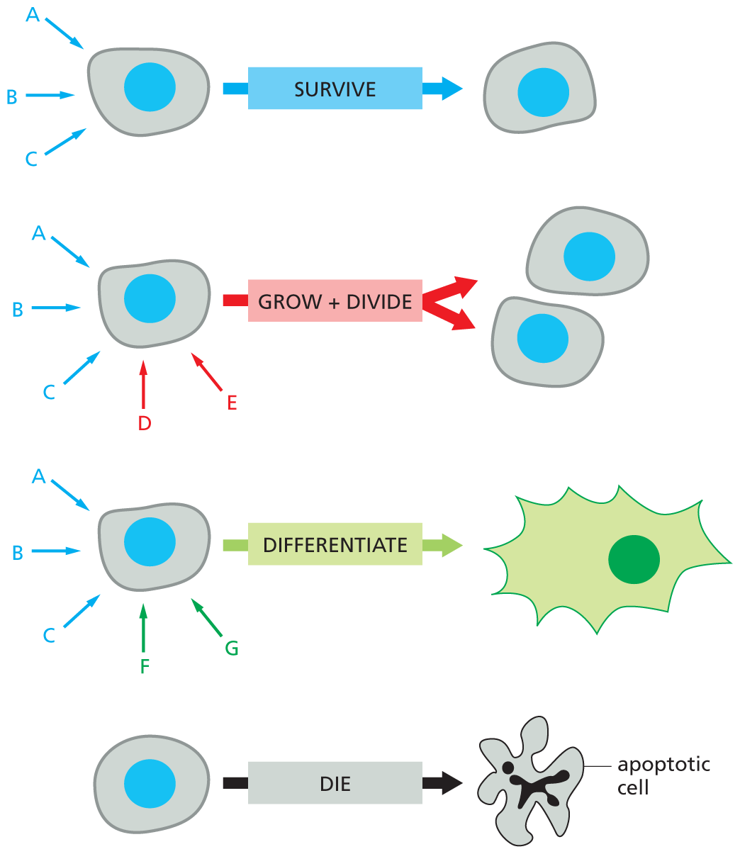 An illustration depicts different types of animal cells responding to extracellular signals.