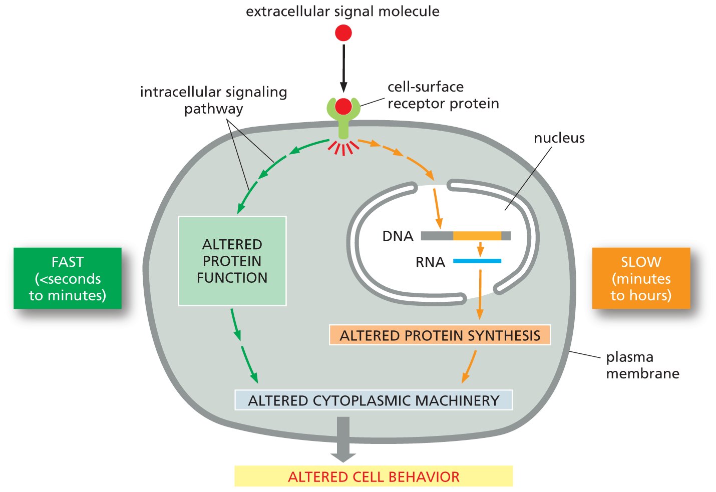 An illustration shows pathways by which extracellular signals act slowly or rapidly.