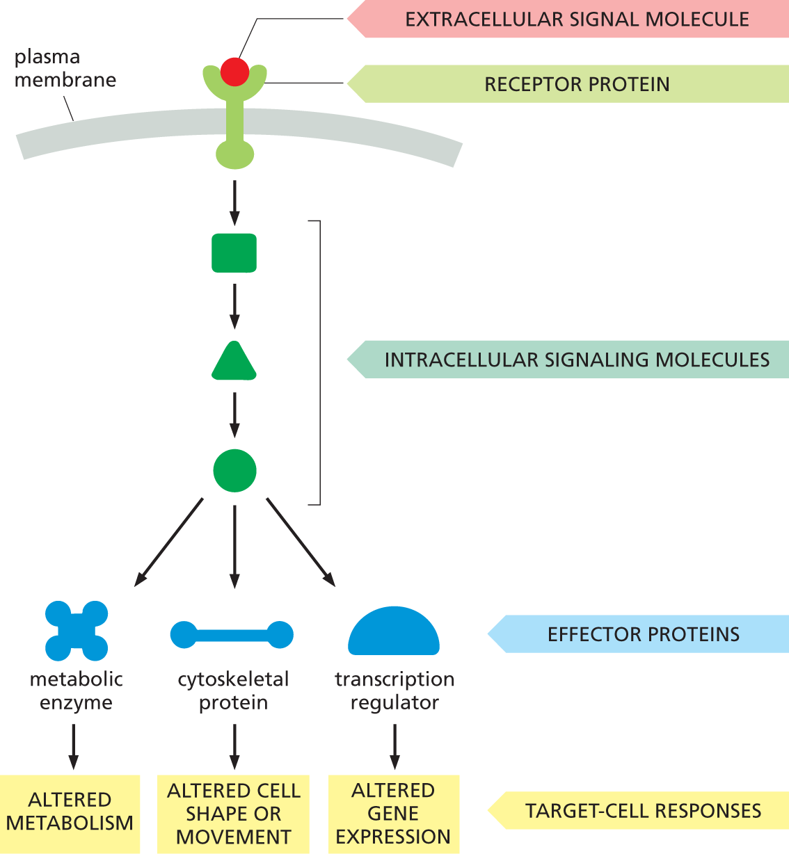 A flow diagram shows how extracellular signals influence the behavior of a target cell.