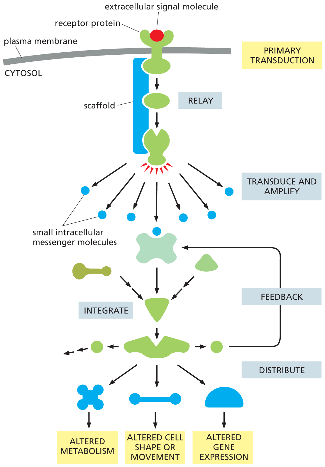 A flow diagram depicts the signaling pathway of an intracellular signaling protein.