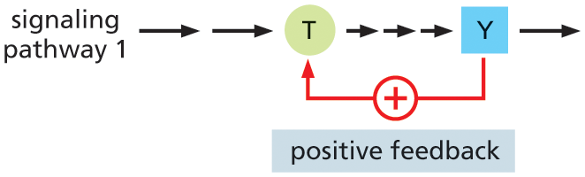 Illustration A shows the positive feedback regulation process in intracellular signaling.