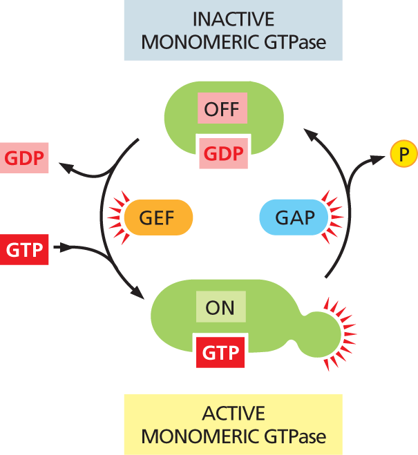 An illustration of a cyclic flowchart depicts signal transfer between inactive and active monomeric G T P ase.