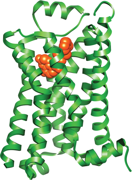 Illustration B shows a protein structure model of a G P C R with a space filling model of epinephrine at the center.