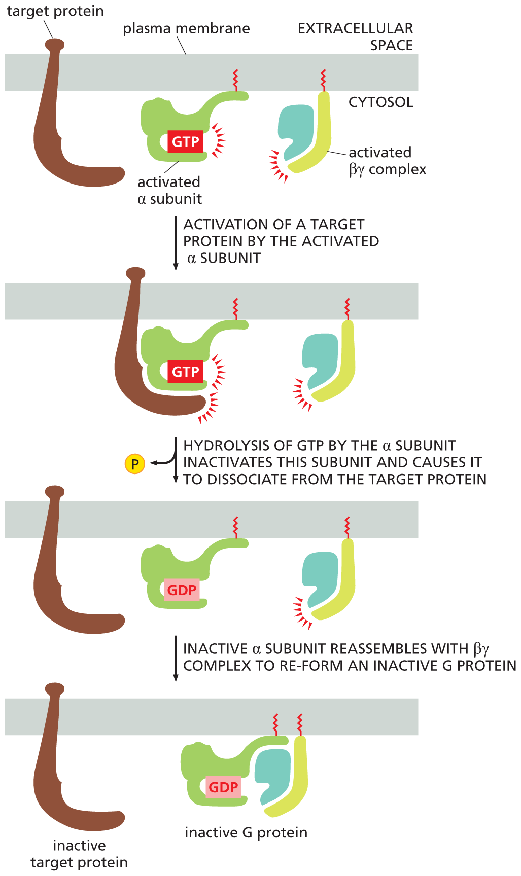 An illustration depicts the fusion of alpha and beta gamma subunits to form an inactive G protein.