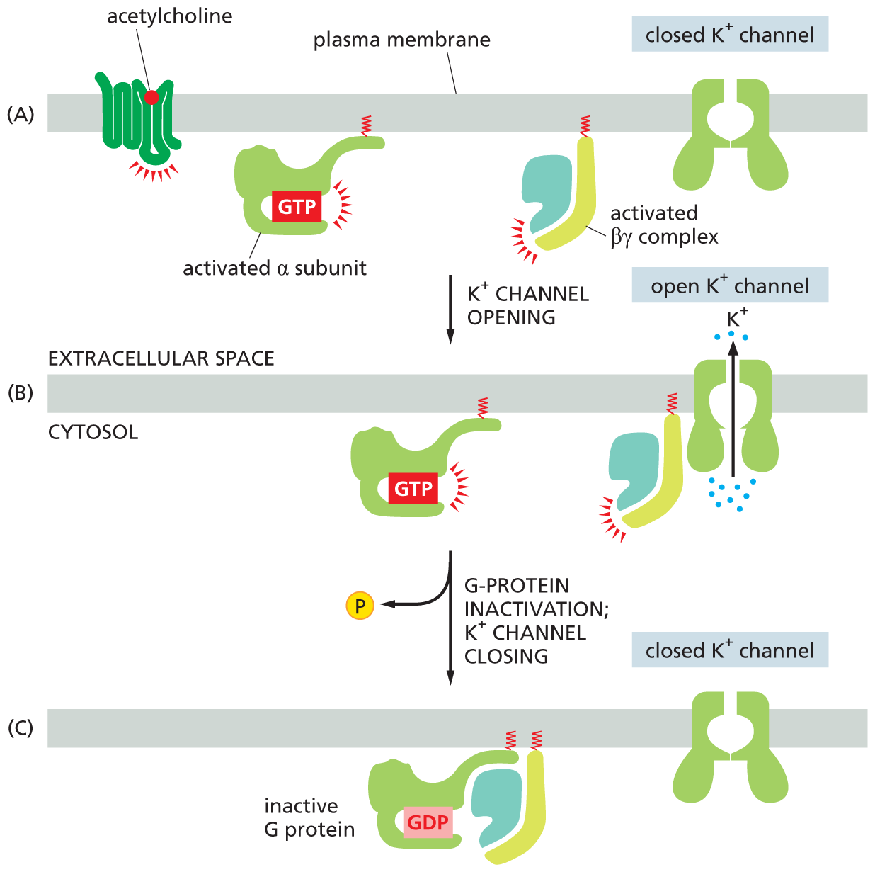 Three illustrations show the function of G protein in heart pacemaker cells.