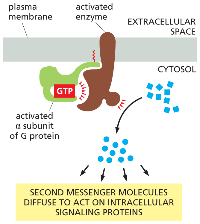 An illustration shows the effect on enzymes activated by G protein.