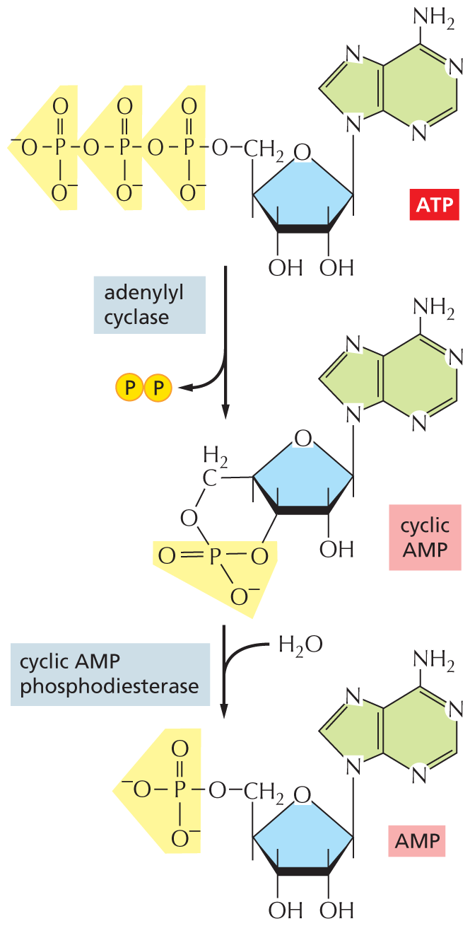 An illustration shows the formation and degradation of cyclic A M P. The chemical structures of the reactants are shown.