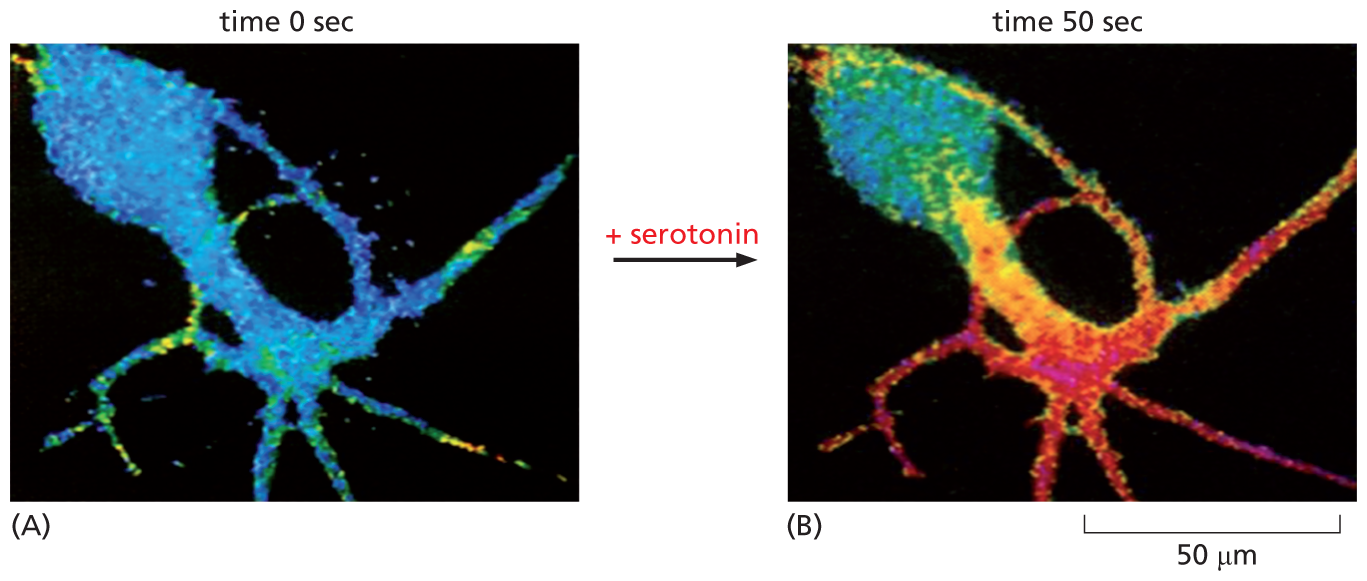 Two fluorescence micrographs show a nerve cell responding to serotonin.