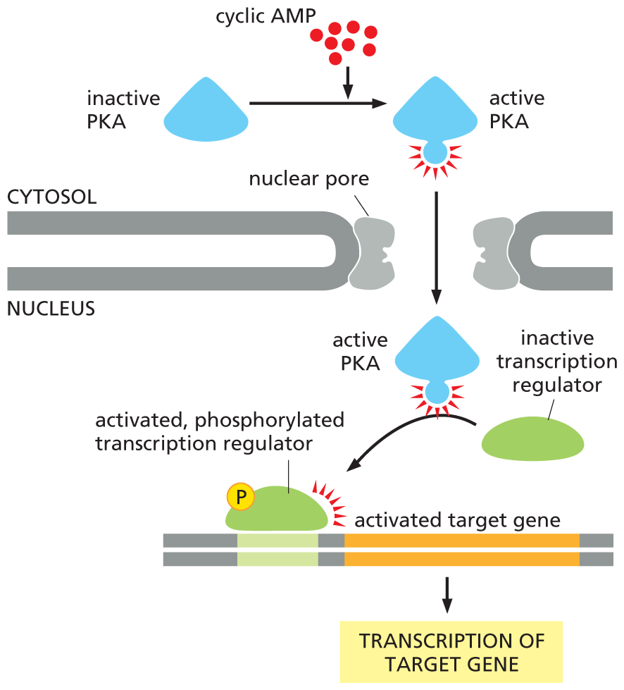 A flow diagram shows how a rise in intracellular cyclic A M P can activate gene transcription.