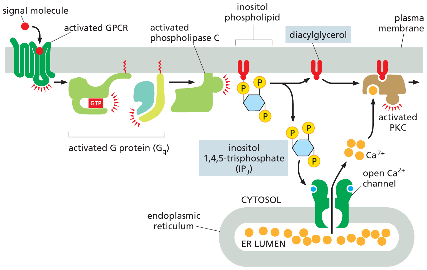 An illustration shows how two signaling pathways are activated by phospholipase C.