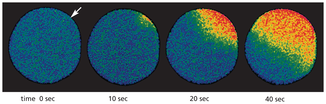 A set of four fluorescence micographs show ionized calcium concentrations over time following egg fertilization.