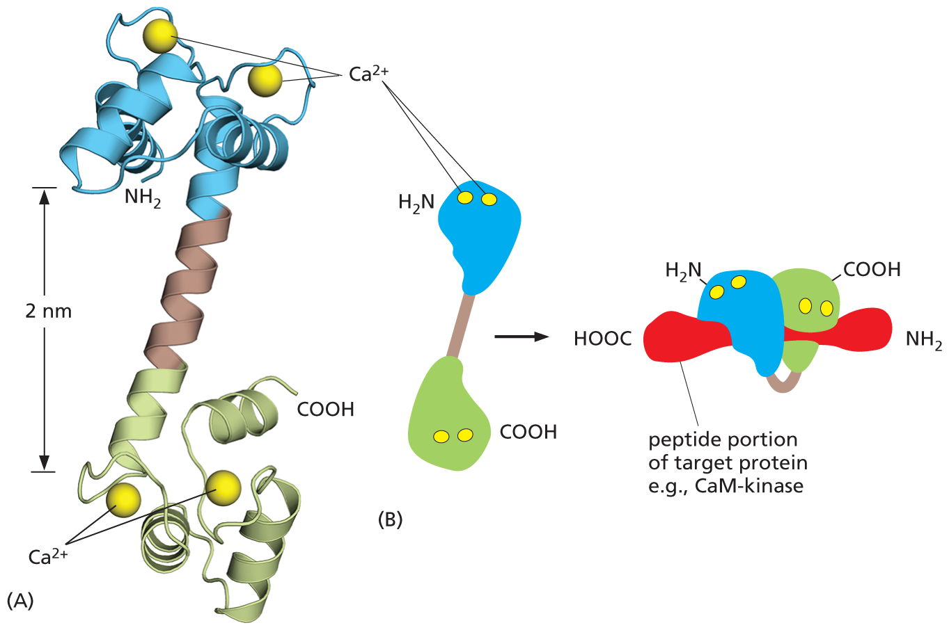 Two illustrations show the shape of calmodulin protein after binding to calcium ions.