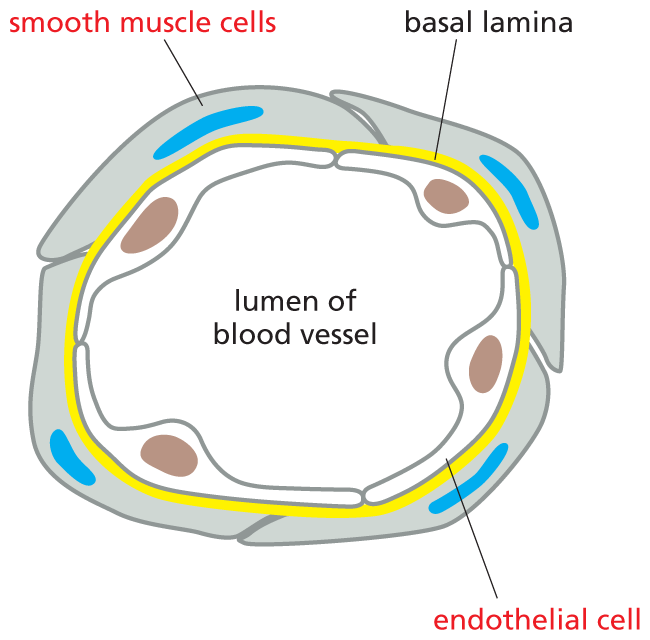 Illustration A shows a cross section of a blood vessel.