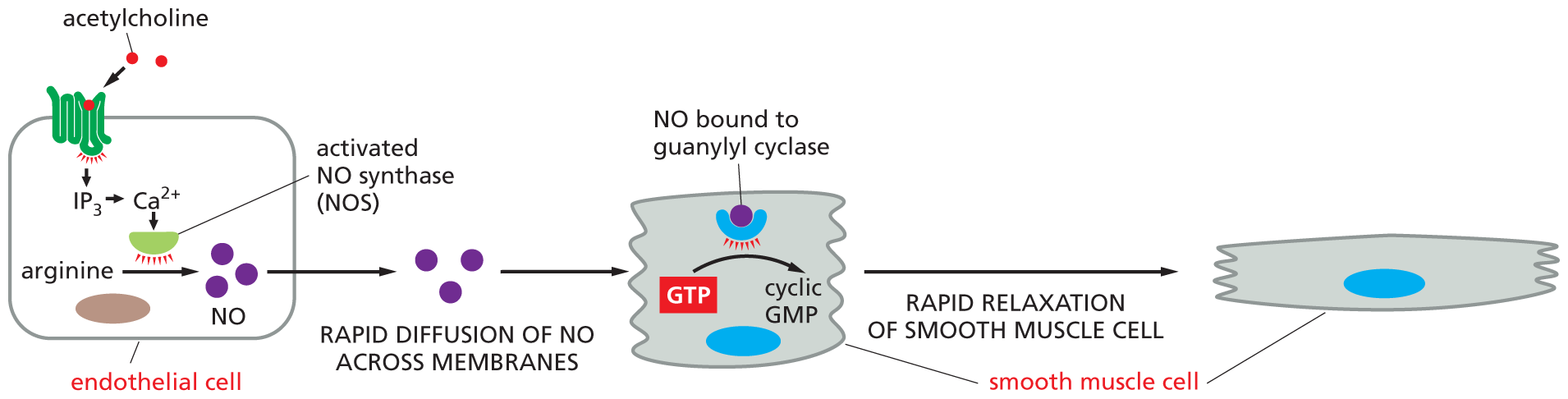 Illustration B shows the method by which smooth muscle cell relaxation occurs.