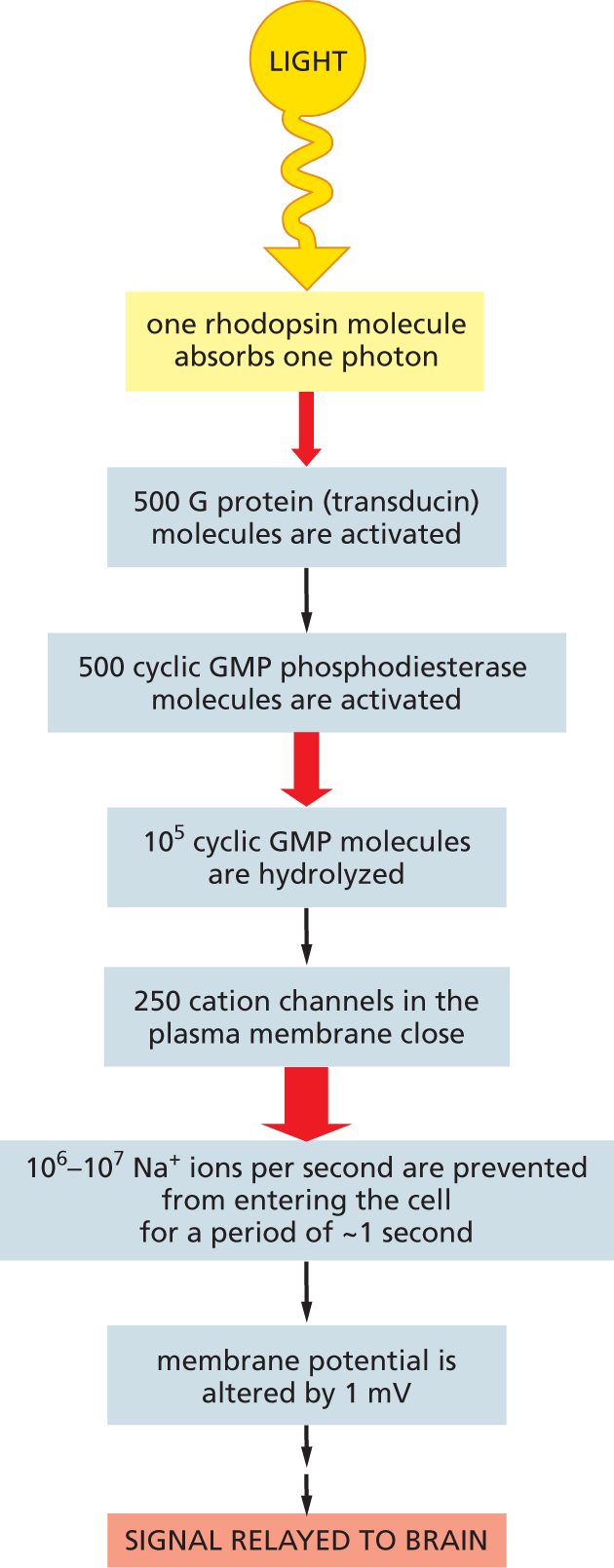 A flow diagram depicts path of the light signal from photoreceptor cells to the brain.