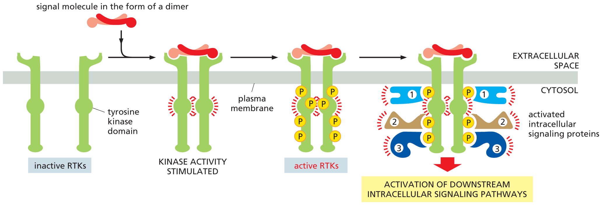 An illustration shows how activation of an R T K leads to the formation of an intracellular signaling complex.