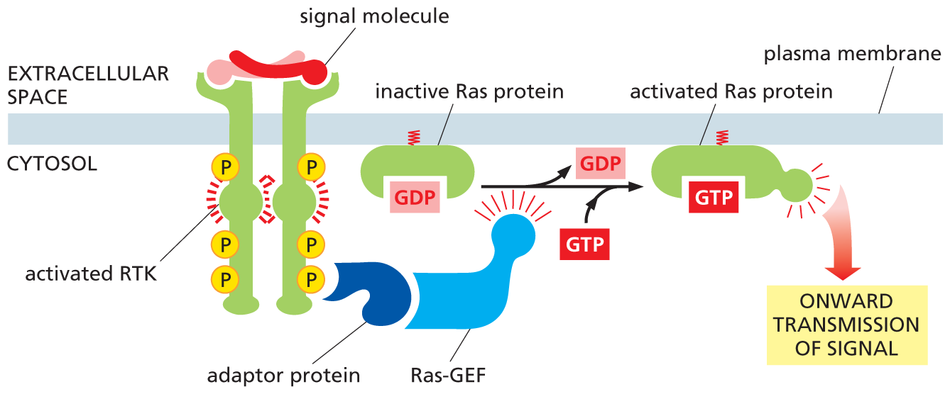 An illustration depicts the formation of activated Ras protein from activated R T K.