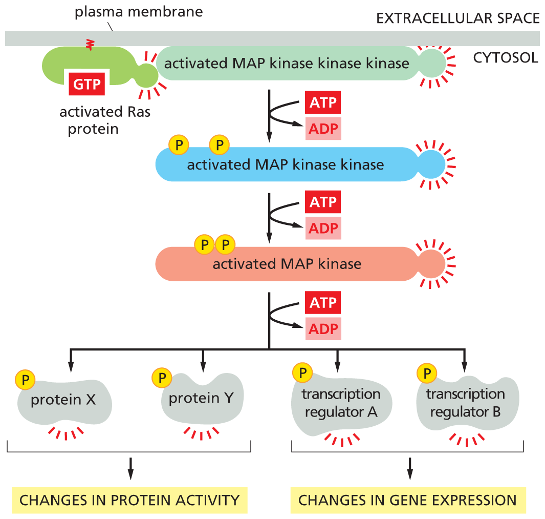 A flow diagram shows how Ras activates the signaling module of M A P kinase.