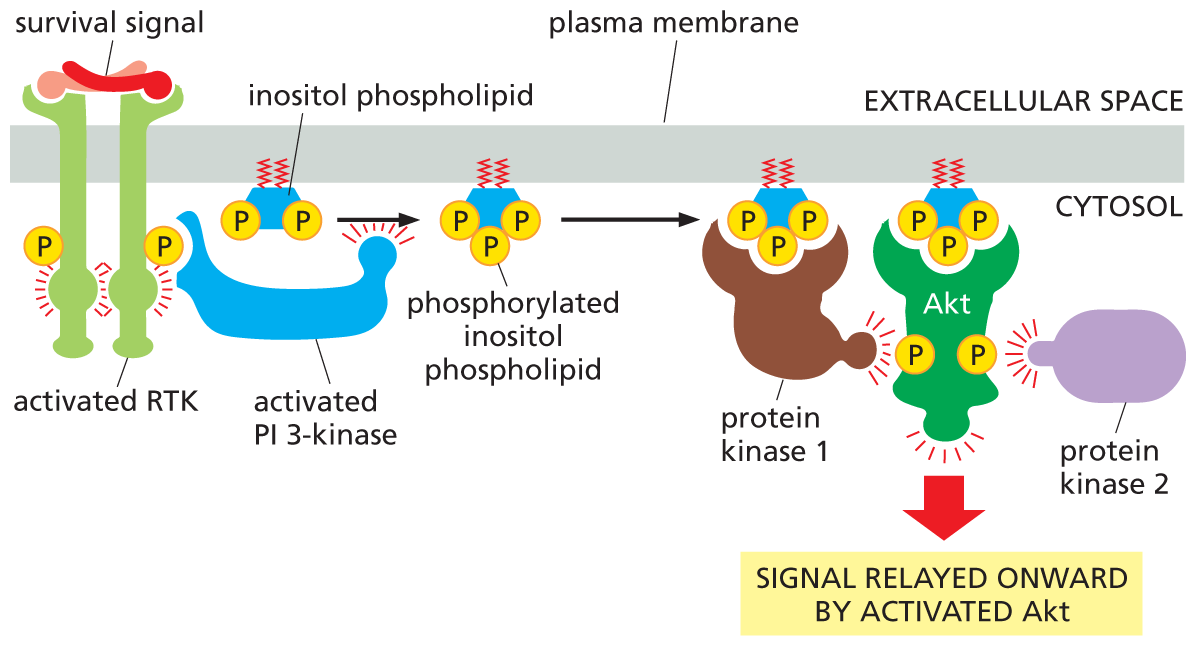 An illustration shows how R T K activates the P I 3 kinase A K T signaling pathway.