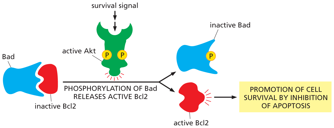 An illustration shows how an activated A K T promotes cell survival.