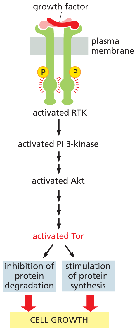 A flow diagram shows how A K T stimulates cell growth.