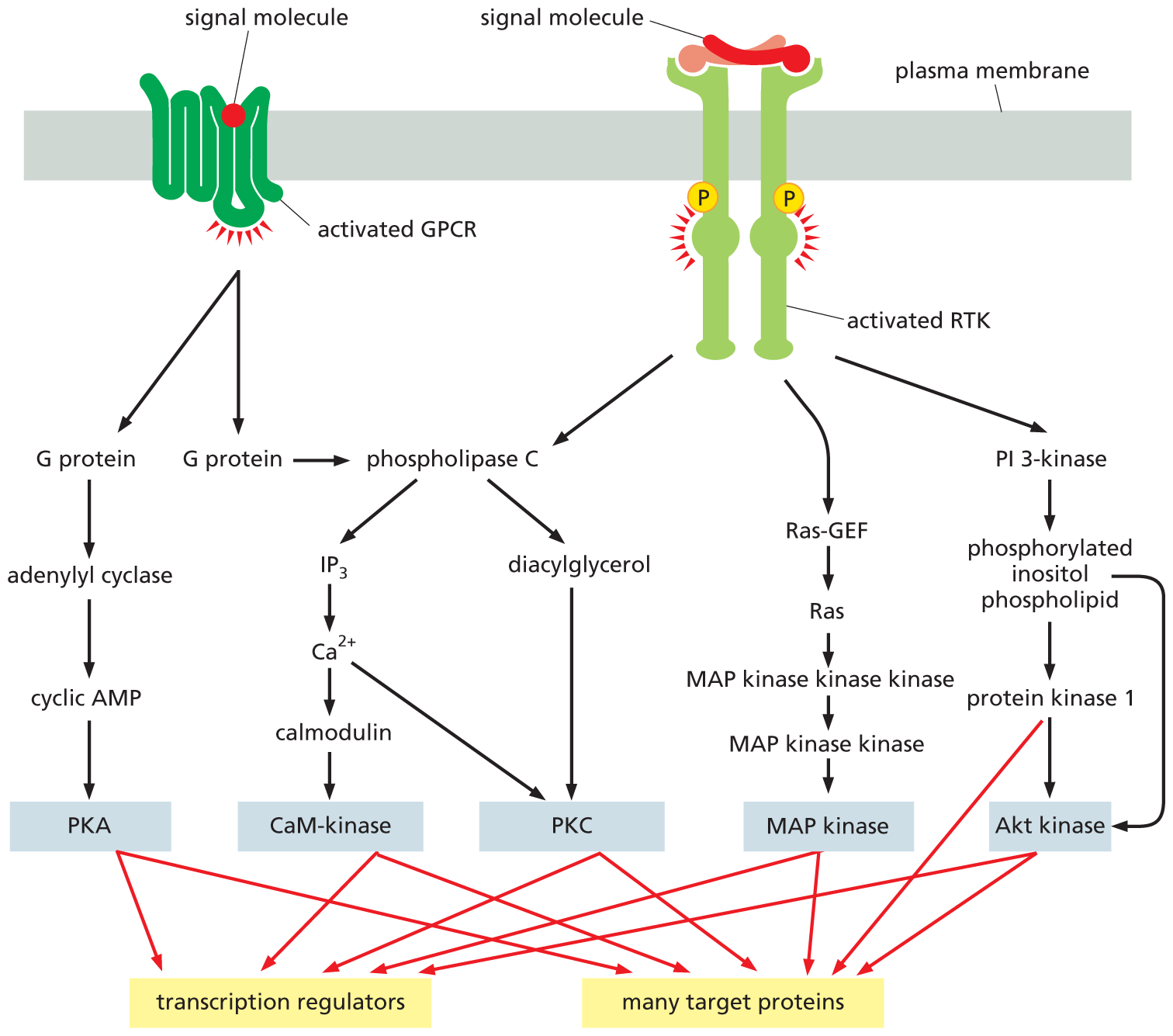 An illustration shows the multiple intracellular signaling pathways activated by G P C R and R T K.