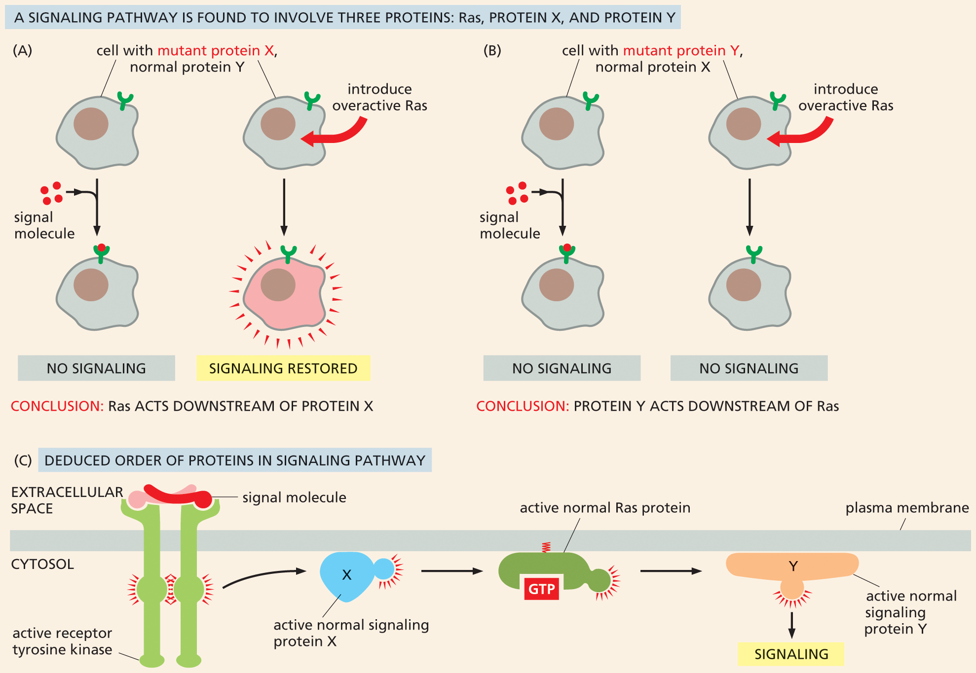 Illustration A shows Ras acting downstream of protein X in a signaling pathway.; Illustration B shows protein Y acting downstream of Ras in a signaling pathway.