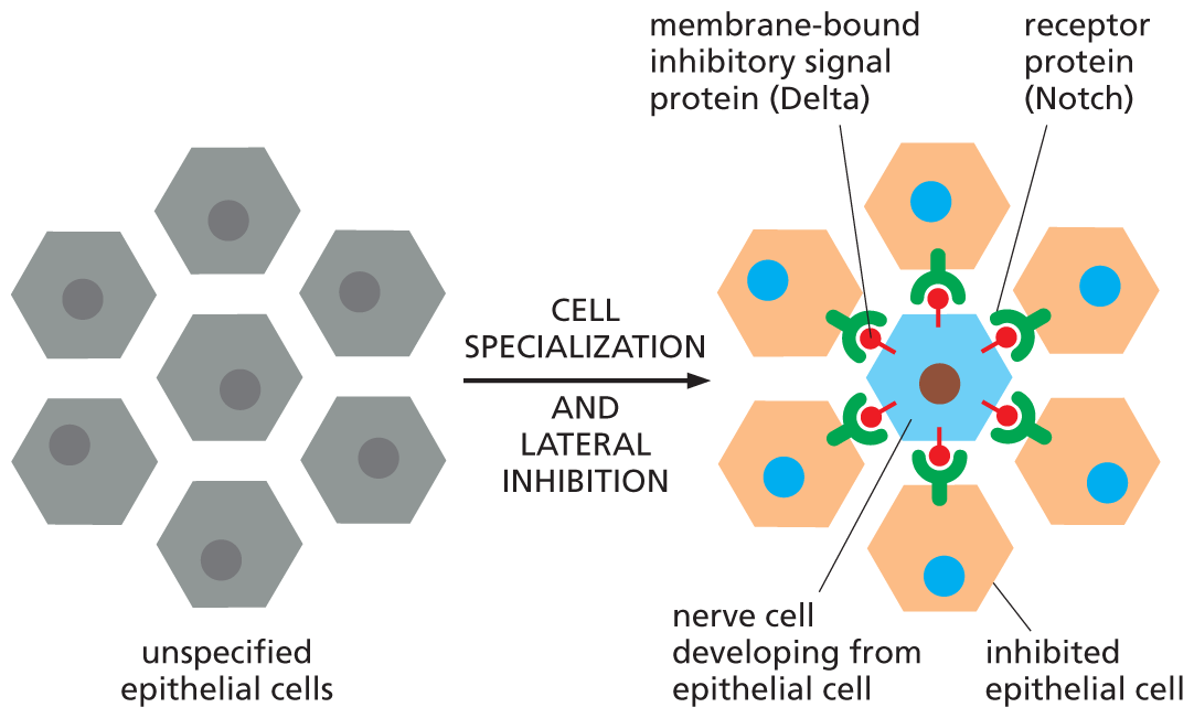 An illustration shows nerve cell production in Drosophila using notch signaling.