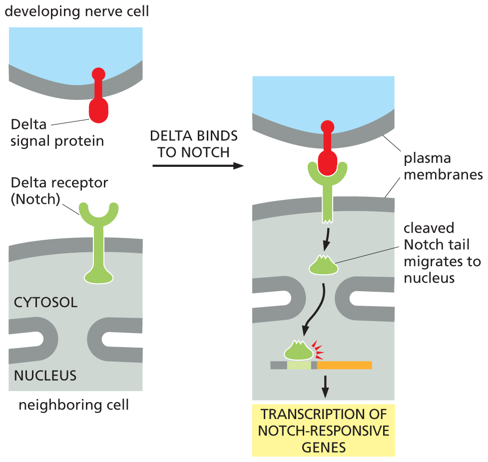 An illustration depicts transcription of the notch responsive gene.