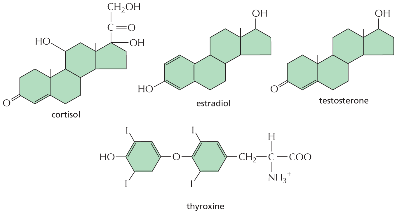 An illustration shows four chemical structures labeled cortisol, estradiol, testosterone, and thyroxine.