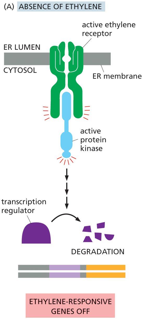 Illustration A depicts the ethylene signaling pathway in absence of ethylene.