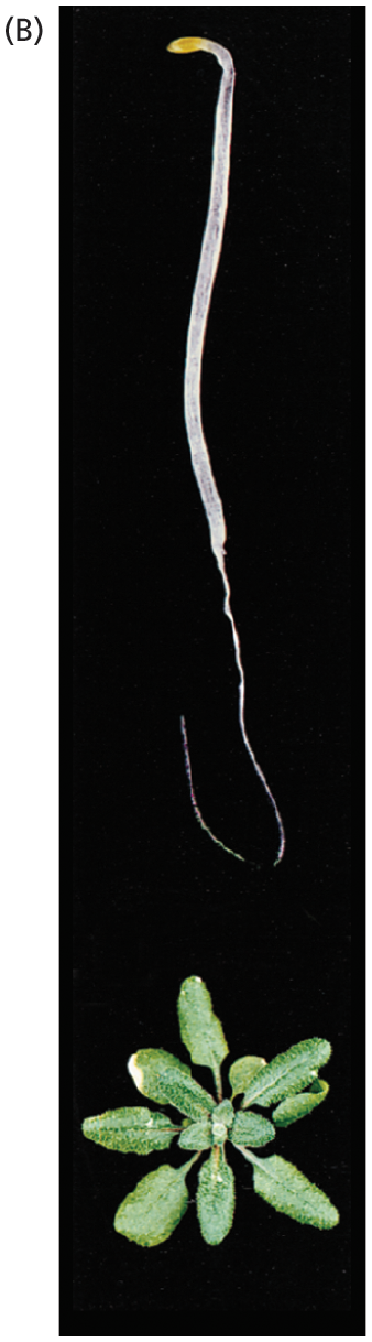 Image B shows a germinating plant seedling responding to the absence of ethylene.