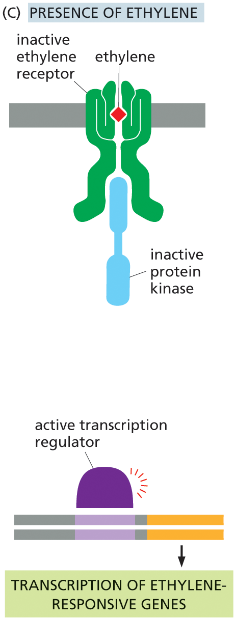 Illustration C depicts the ethylene signaling pathway in presence of ethylene.