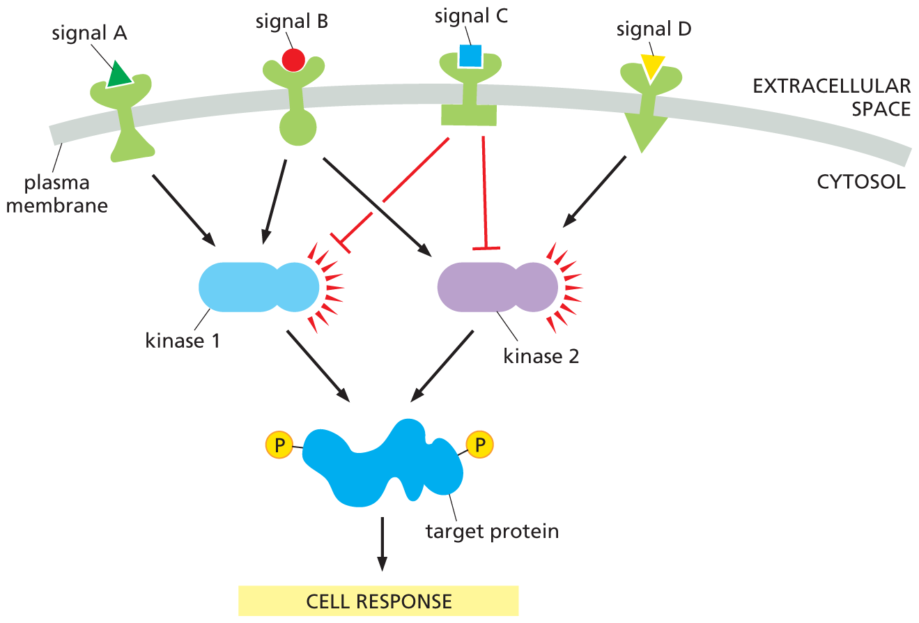 A flow diagram shows how intracellular signaling proteins integrate incoming signals.