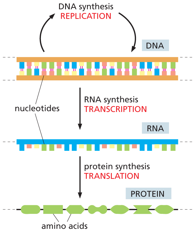 An illustration shows D N A synthesis, R N A synthesis (transcription), and protein synthesis (translation).